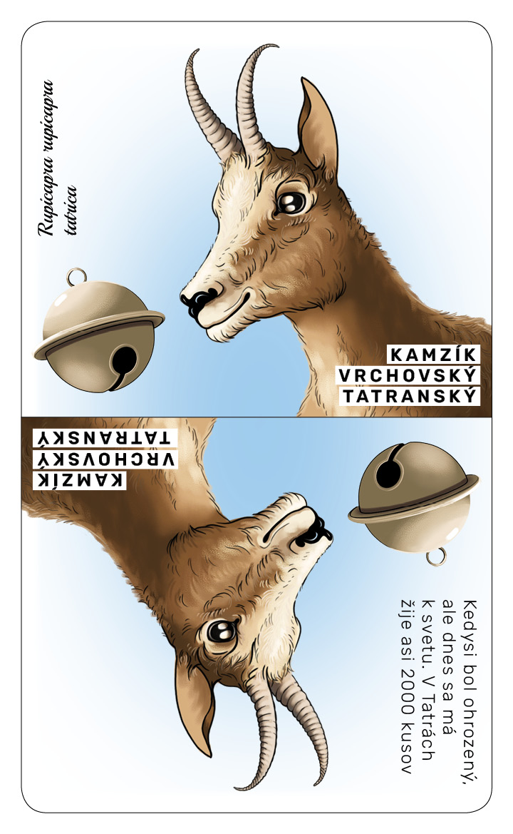 Kamzík vrchovský tatranský